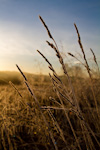 Grass Fringed With Frost